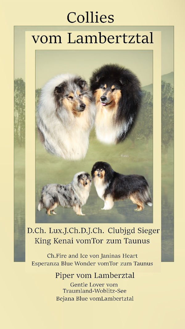 Verpaarung zwischen Piper vom Lambertztal und D.Ch.Lux.Ch. Clubjgd Sieger King Kenai zum Taunus