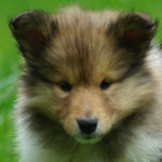 Nala vom Lambertztal (Hündin)