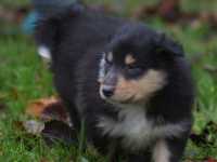 Rocco vom Lambertztal (Rüde)