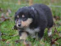 Rocco vom Lambertztal (Rüde)