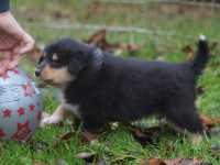 Rocco vom Lambertztal (Rüde)
