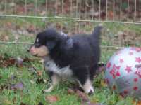 Rocco vom Lambertztal (Rüde)