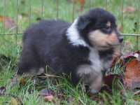 Rocco vom Lambertztal (Rüde)