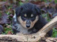 Rocco vom Lambertztal (Rüde)