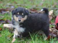 Rocco vom Lambertztal (Rüde)
