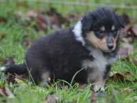 Rocco vom Lambertztal (Rüde)