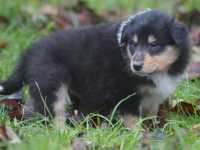 Rocco vom Lambertztal (Rüde)