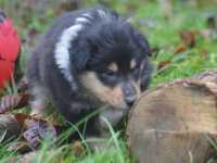 Rocco vom Lambertztal (Rüde)