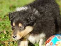Rocco vom Lambertztal (Rüde)