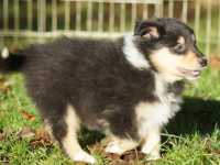 Rocco vom Lambertztal (Rüde)