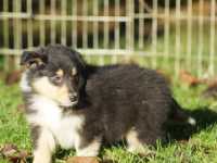 Rocco vom Lambertztal (Rüde)