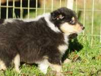 Rocco vom Lambertztal (Rüde)