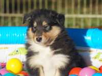 Rocco vom Lambertztal (Rüde)