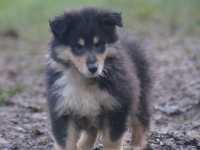 Rocco vom Lambertztal (Rüde)