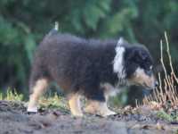 Rocco vom Lambertztal (Rüde)
