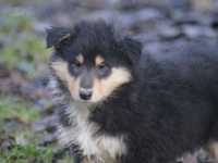 Rocco vom Lambertztal (Rüde)