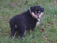 Rocco vom Lambertztal (Rüde)