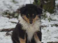 Rocco vom Lambertztal (Rüde)