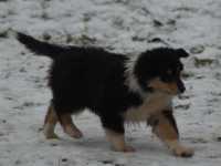 Rocco vom Lambertztal (Rüde)