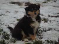 Rocco vom Lambertztal (Rüde)