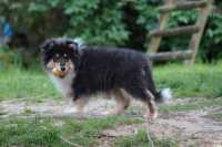 Wayan vom Lambertztal (Rüde)