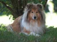 Darcy vom Lambertztal