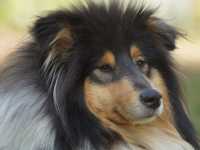 Lucy vom Lambertztal (Lucy)