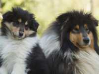 Lucy vom Lambertztal (Lucy)