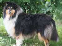 Lucy vom Lambertztal (Lucy)
