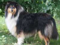 Lucy vom Lambertztal (Lucy)
