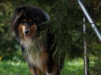 Lucy vom Lambertztal (Lucy)