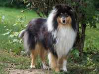 Lucy vom Lambertztal (Lucy)
