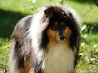 Lucy vom Lambertztal (Lucy)