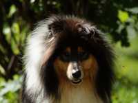 Lucy vom Lambertztal (Lucy)