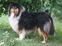 Lucy vom Lambertztal (Lucy)
