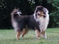 Lucy vom Lambertztal (Lucy)