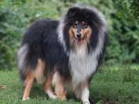 Lucy vom Lambertztal (Lucy)