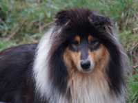 Lucy vom Lambertztal (Lucy)