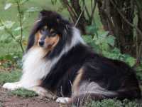 Lucy vom Lambertztal (Lucy)