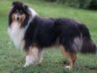 Lucy vom Lambertztal (Lucy)