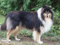 Lucy vom Lambertztal (Lucy)