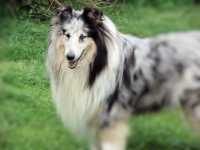 Blue Tanja of Castle Garden