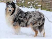 Blue Tanja of Castle Garden